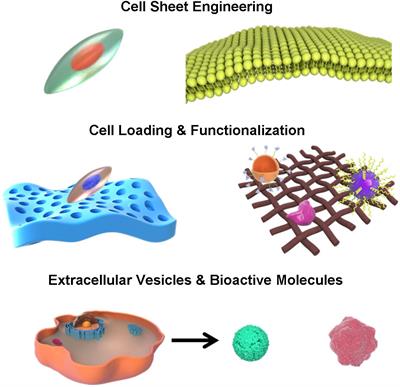 Advances in the Application of Biomimetic Endometrium Interfaces for Uterine Bioengineering in Female Infertility